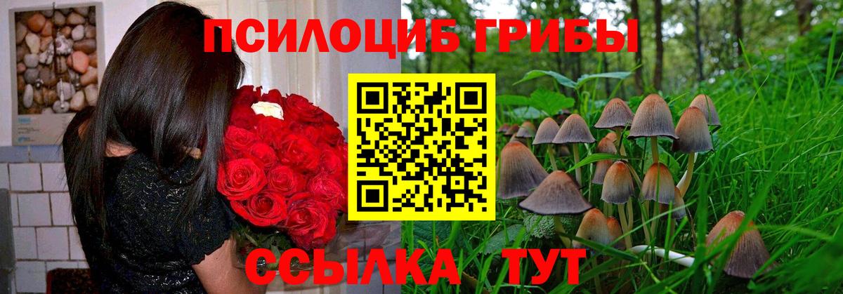 Галлюциногенные грибы Psilocybine cubensis Бузулук